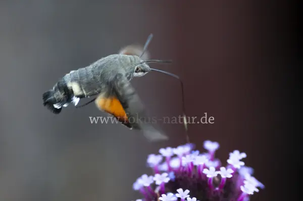 Fokus-Natur Bild