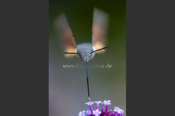 Fokus-Natur Bild