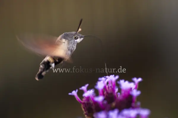 Fokus-Natur Bild