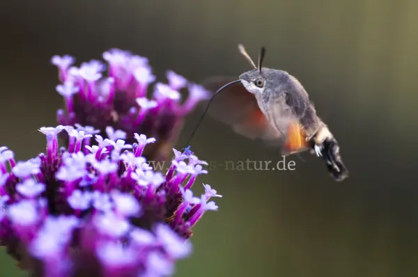 Fokus-Natur Bild