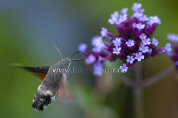 Fokus-Natur Bild