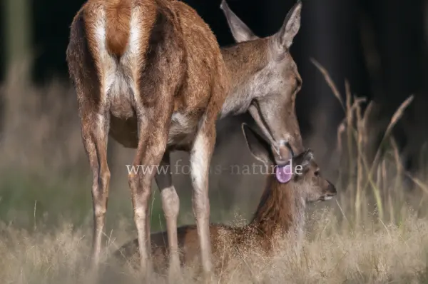 Fokus-Natur Bild