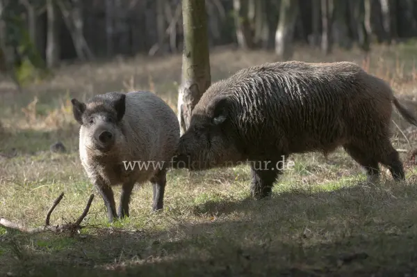 Fokus-Natur Bild