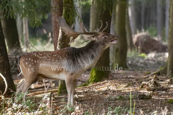 Fokus-Natur Bild