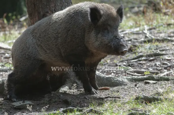 Fokus-Natur Bild