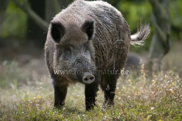 Fokus-Natur Bild