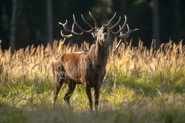 Fokus-Natur Bild