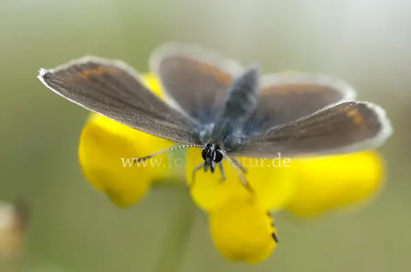Fokus-Natur Bild