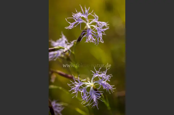 Fokus-Natur Bild