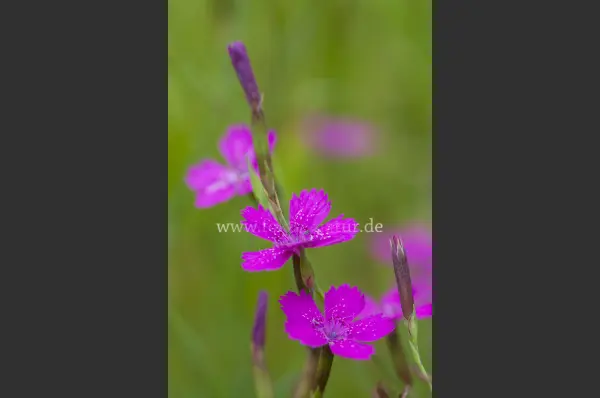 Fokus-Natur Bild
