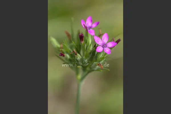 Fokus-Natur Bild