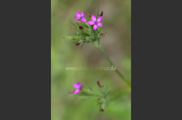 Fokus-Natur Bild