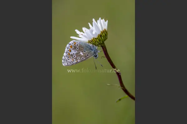 Fokus-Natur Bild