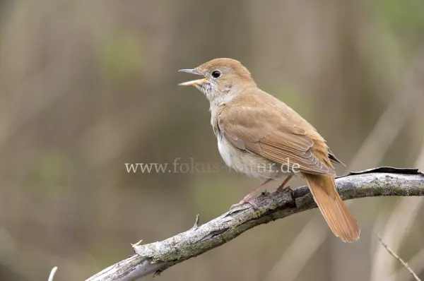 Fokus-Natur Bild