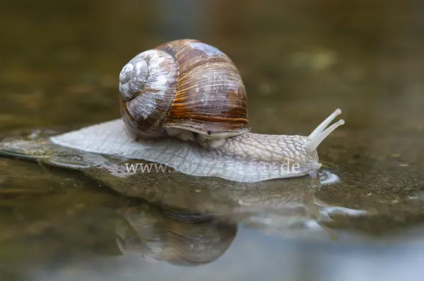 Fokus-Natur Bild