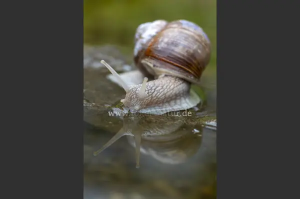 Fokus-Natur Bild
