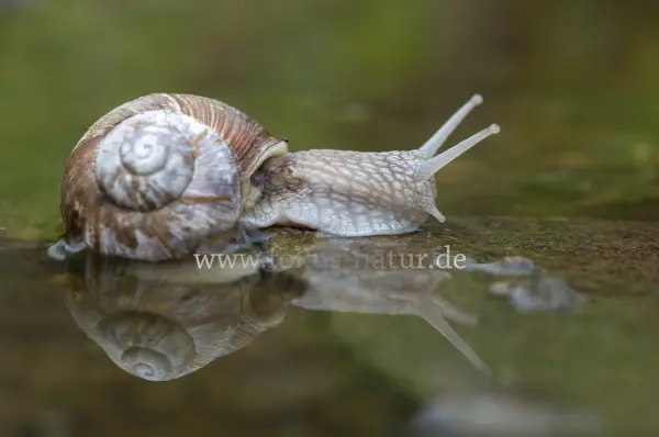 Fokus-Natur Bild
