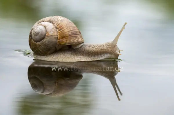 Fokus-Natur Bild