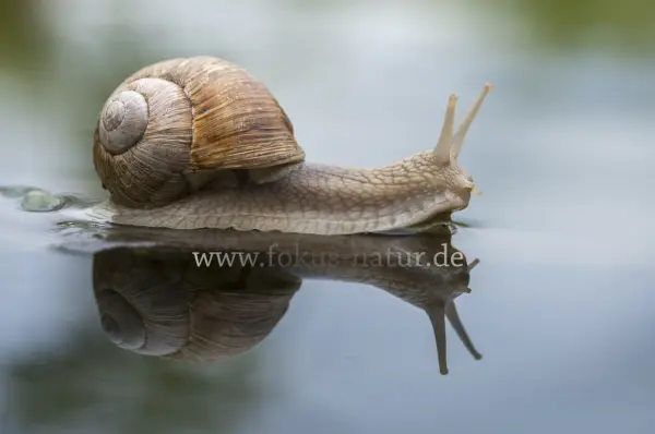 Fokus-Natur Bild