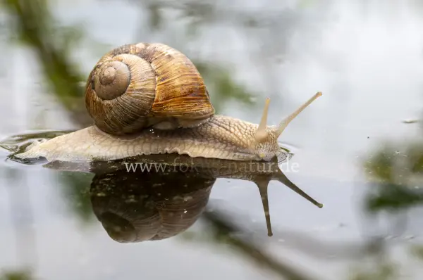 Fokus-Natur Bild