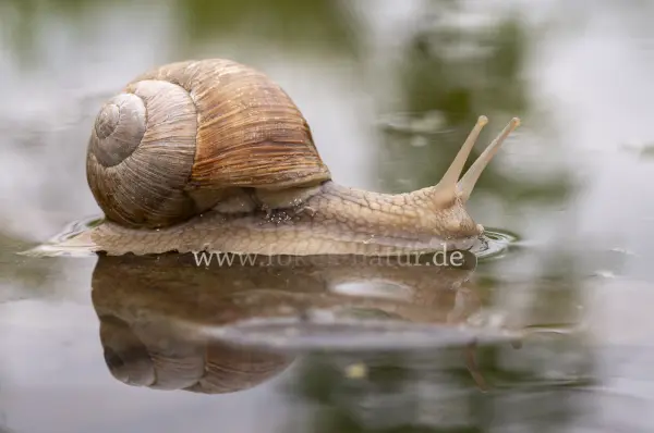 Fokus-Natur Bild
