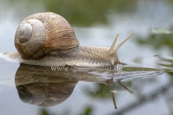 Fokus-Natur Bild