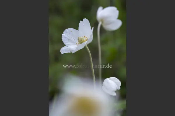 Fokus-Natur Bild