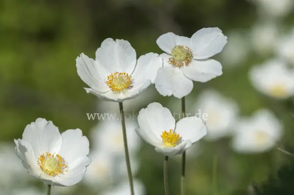 Fokus-Natur Bild