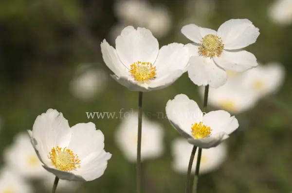Fokus-Natur Bild