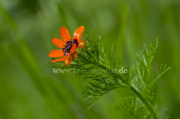 Fokus-Natur Bild