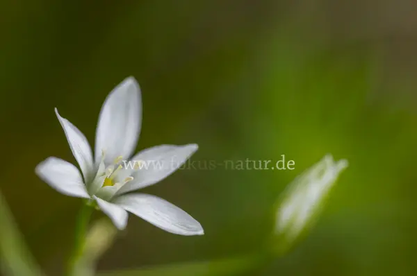 Fokus-Natur Bild