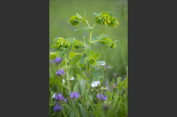 Fokus-Natur Bild
