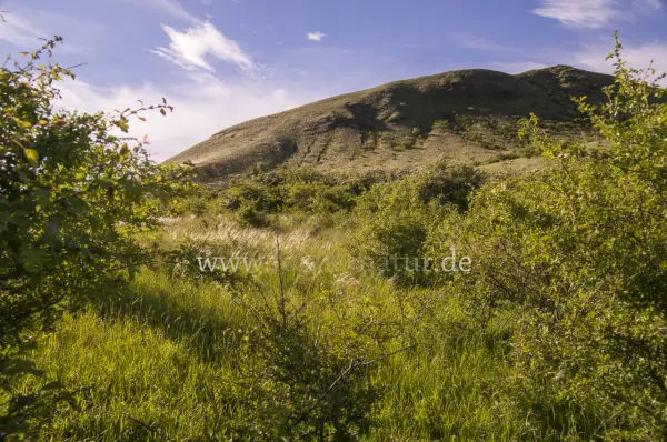 Fokus-Natur Bild