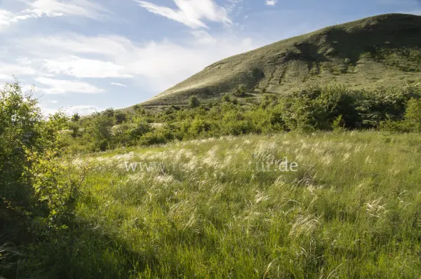 Fokus-Natur Bild
