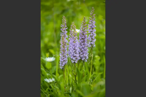 Fokus-Natur Bild