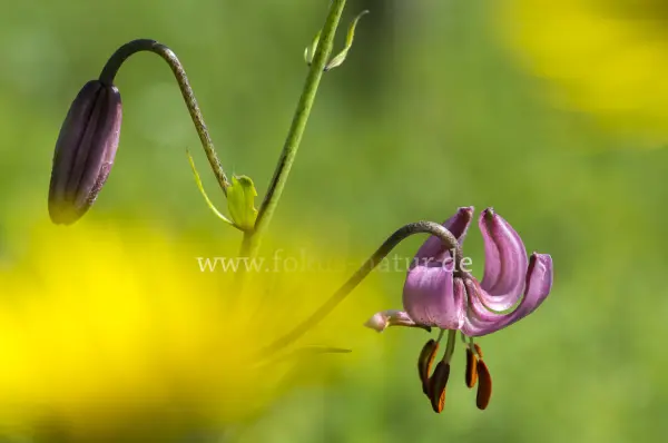 Fokus-Natur Bild