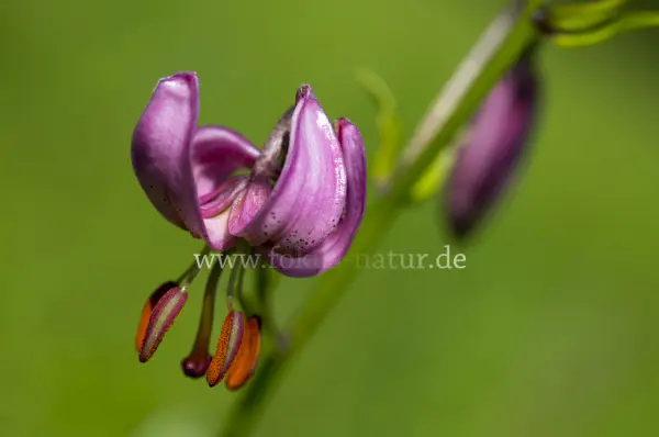 Fokus-Natur Bild
