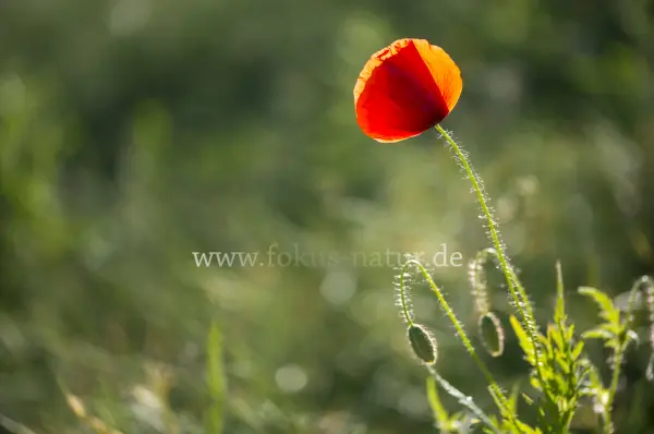 Fokus-Natur Bild