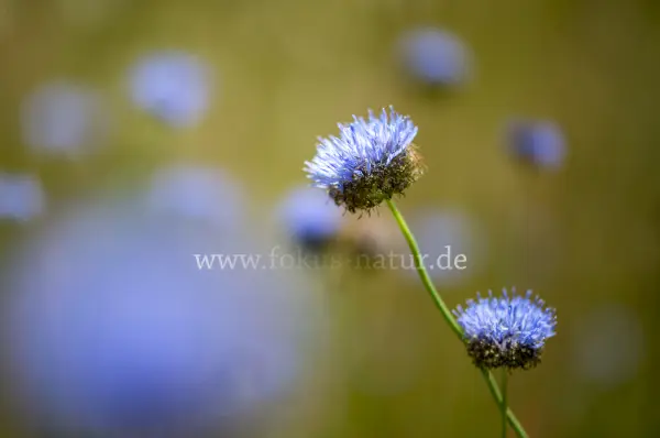 Fokus-Natur Bild