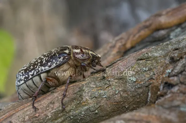Fokus-Natur Bild