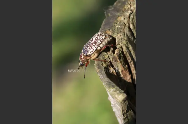 Fokus-Natur Bild