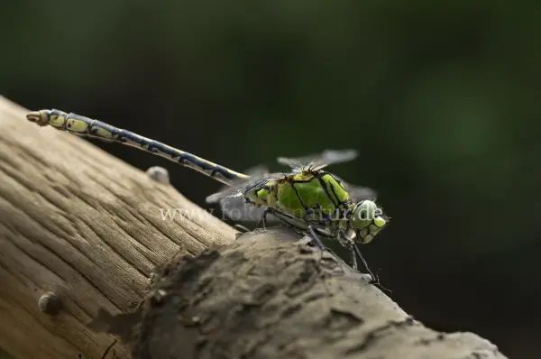 Fokus-Natur Bild
