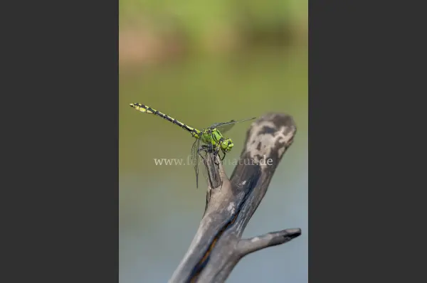 Fokus-Natur Bild