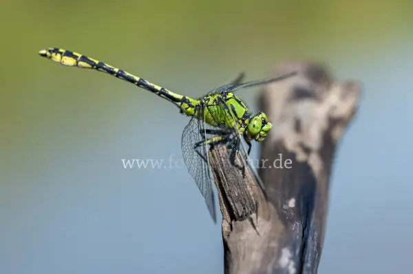 Fokus-Natur Bild
