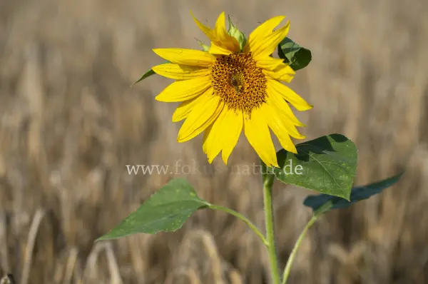 Fokus-Natur Bild
