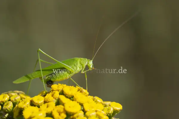 Fokus-Natur Bild