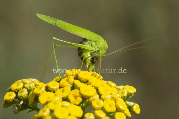 Fokus-Natur Bild