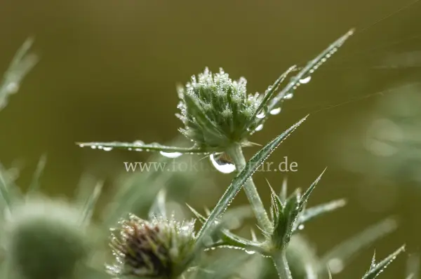Fokus-Natur Bild