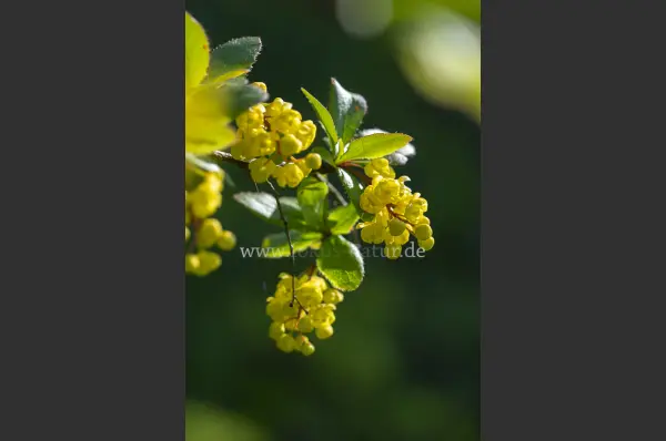 Fokus-Natur Bild