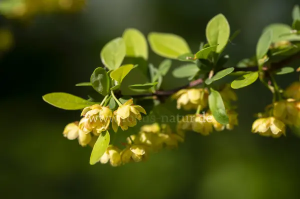 Fokus-Natur Bild